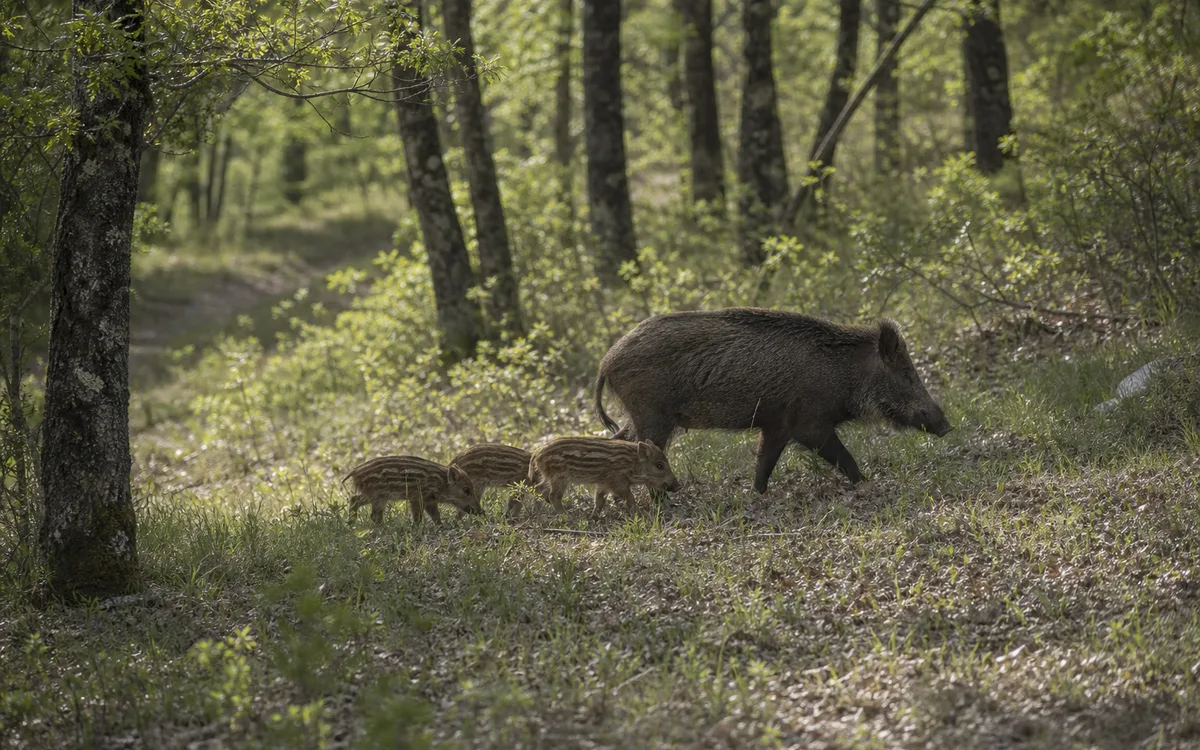 Femmina di cinghiale con tre piccoli striati nel bosco, lontano dal sentiero